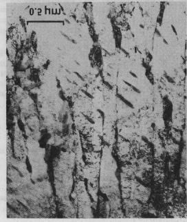 17 forma, torna-se impossível encontrar placas de ferrita sem precipitação de carbonetos (Pickering, 1967). Através do microscópio eletrônico de transmissão (figura 3.