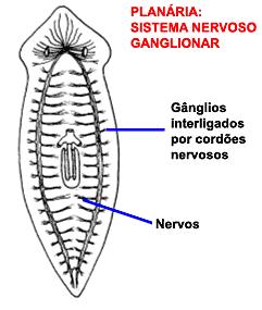 PRESENTES NOS PLATELMINTES SISTEMA NERVOSO, mais organizado do que a rede nervosa difusa dos cnidários.