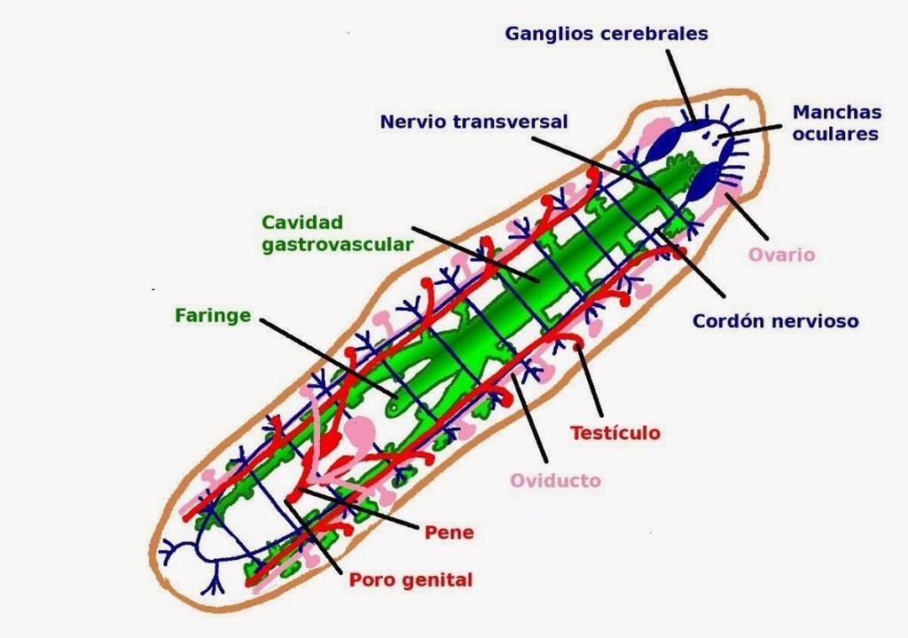 FILO PLATELMINTES CARACTERÍSTICAS GERAIS: Corpo achatado dorsoventralmente.