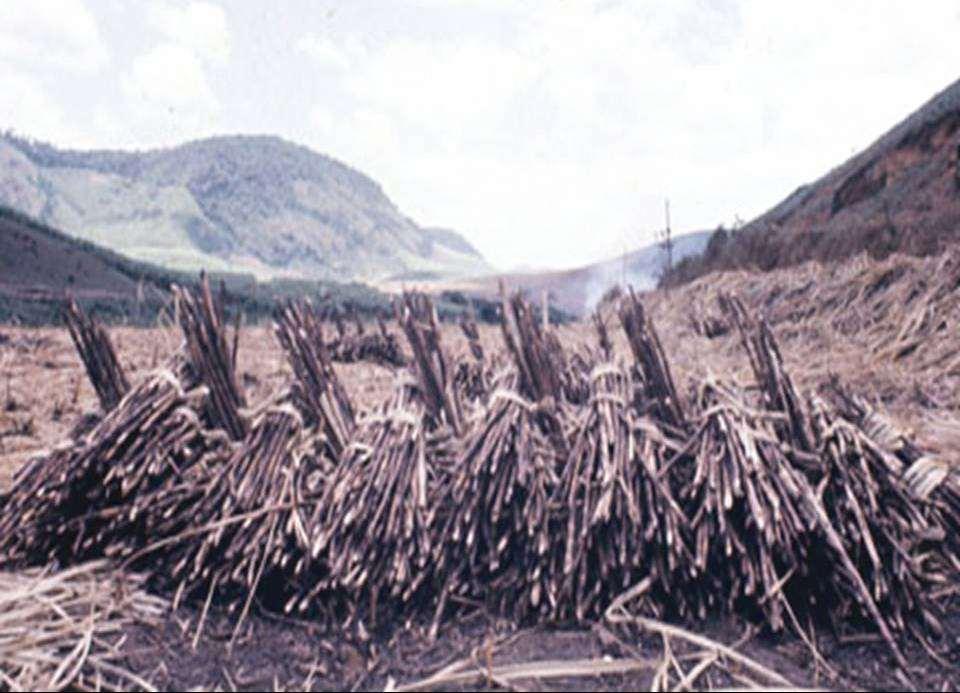 FEIXES DE COLMOS