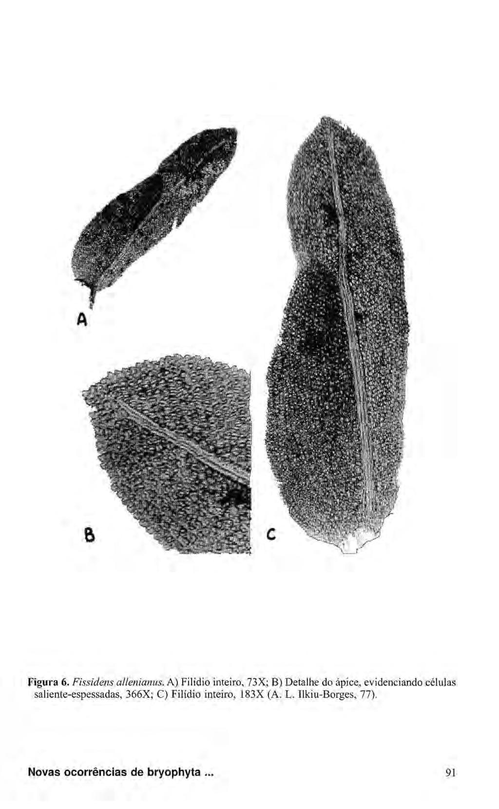 Figura 6. Fissidens allenianus.