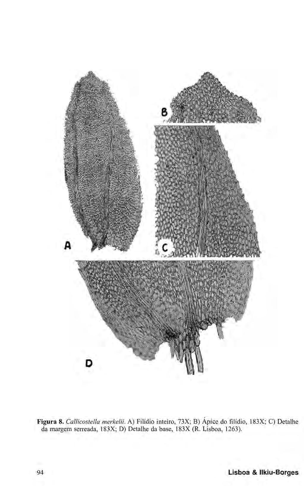 Figura 8. Callicostella merkelii.