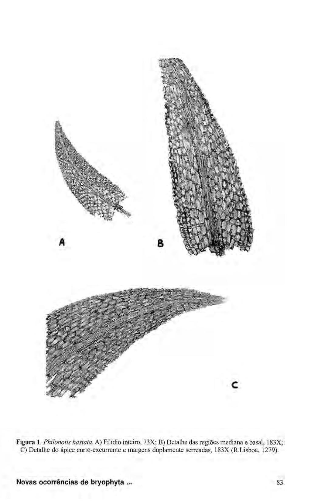 Figura 1. Philonotis hastata.