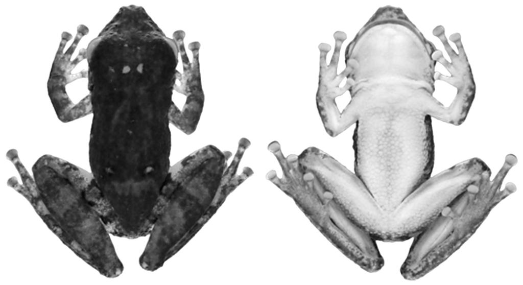 NEW SPECIES OF THE SCINAX CATHARINAE GROUP, ALAGOAS, BRAZIL 3 Comparisons of specimens referred to the new species with those of known species were based on observations of museum material and