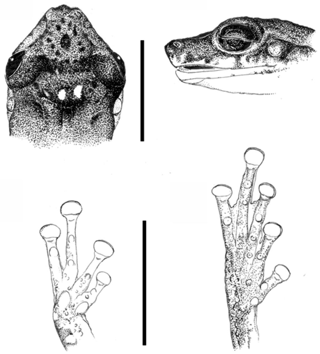 NEW SPECIES OF THE SCINAX CATHARINAE GROUP, ALAGOAS, BRAZIL 5 well marked, covering the top of the tympanic annulus, and with tubercles along its entire length; tongue large, oval, free laterally and