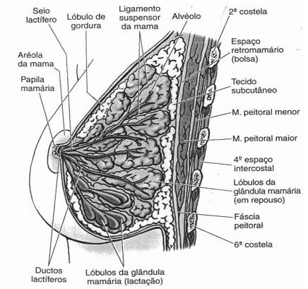 superfície da mama, onde é incluído o mamilo (bico do peito), contendo várias aberturas que dá acesso a ductos lactíferos que existem dentro do tecido mamário, na mama temos também uma área