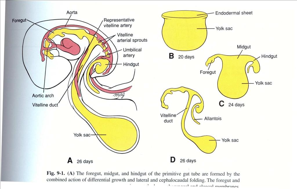 O começo do tubo endodérmico embrionário é a BOCA e o fim o