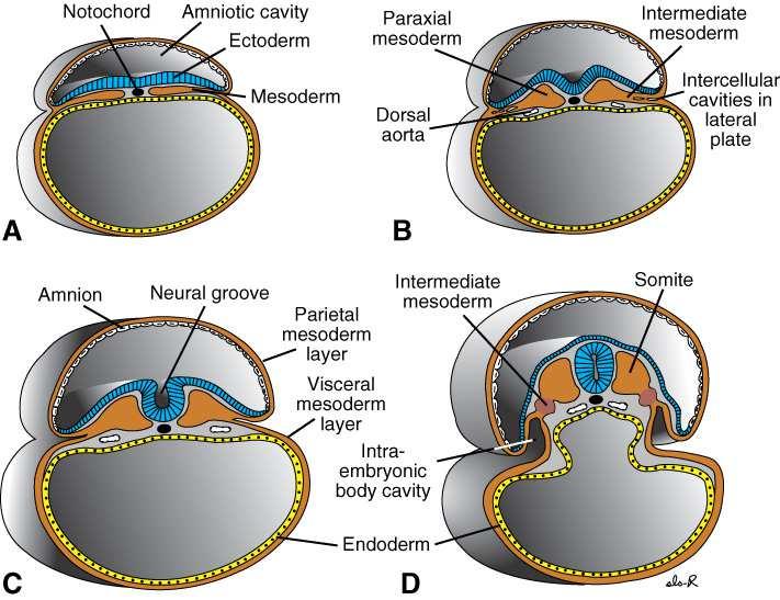 Durante a gastrulação, parte do mesoderma lateral irá participar da formação da CAVIDADE AMNIôNICA que se forma dorsalmente ao embrião (ou seja, acima do