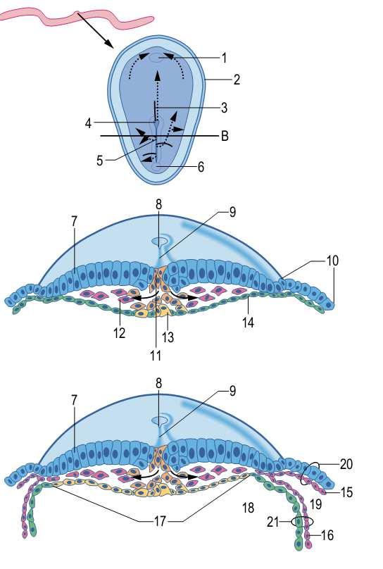 hipoblasto Âmnion Para o espaço do meio : Mesoderma Para a camada hipoblástica/endoderma Primitivo: Endoderma