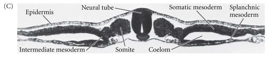 O Mesoderma pode ser subdividido de acordo com a sua posição no embrião (corte
