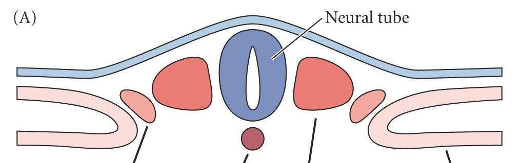 Paralelamente à neurulação, o mesoderma se diferencia em diversos subtipos