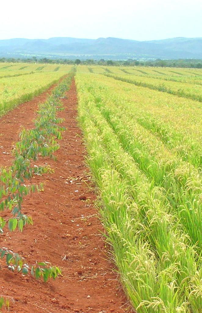 Ministério da Agricultura, Pecuária