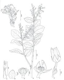 96 Acta Biol. Par., Curitiba, 39 (3-4): 87-97. 2010. Fig. 3. Gaultheria serrata var. organensis (Meisn.) Luteyn. A, ramo fértil. B, vista frontal da bráctea. C, flor.