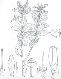 Acta Biol. Par., Curitiba, 39 (3-4): 87-97. 2010. 97 Fig. 5. Gaylussacia arassatubensis R.R. Silva & Cervi. A, ramo fértil. B, detalhe da glândula. C, bráctea.
