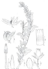 Acta Biol. Par., Curitiba, 39 (3-4): 87-97. 2010. 95 Fig. 1. Agarista niederleinii (Sleumer) Judd var. niederleinii. A, ramo fértil. B, detalhe da bráctea. C, flor. D, estame. E, gineceu.