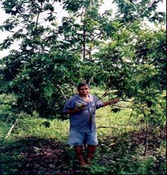 Ao final foram identificadas mais de 80 agroecossistemas com experiências inovadoras e entre essas estão as do sr. Geraldo de Oliveira Pereira no município de Irituia e do sr.