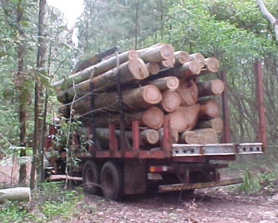 1 Anelamento e corte de uma tora de E. citriodora. Figura 3.2 Retirada de toras de E. citriodora, comprimento 5,00 m.