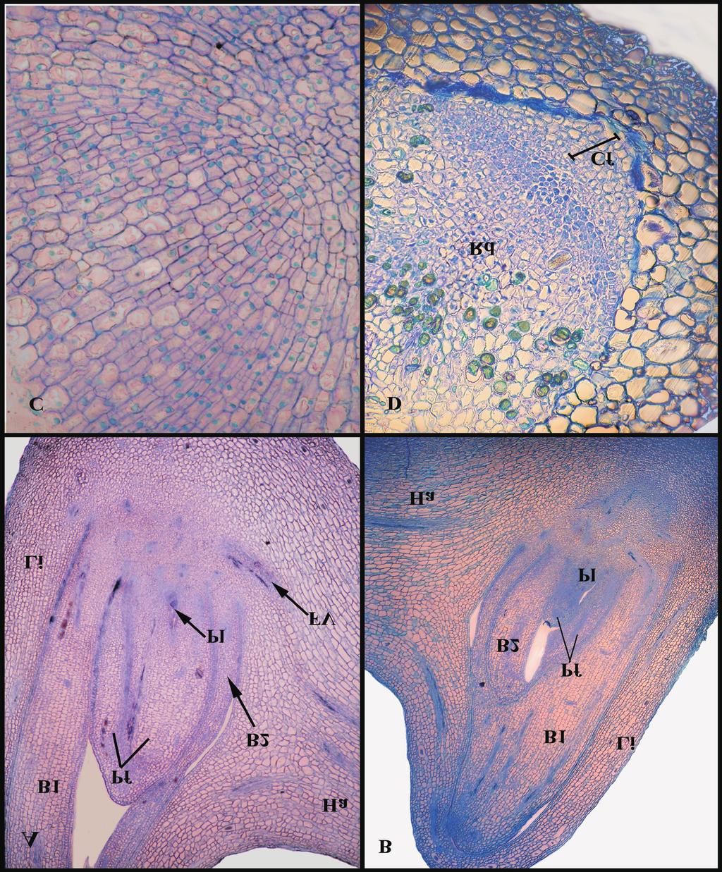 214 J. Camillo et al. Figura 1. Secção longitudinal (A e B) e do sistema radicular (C e D) de embriões zigóticos de Elaeis sp.