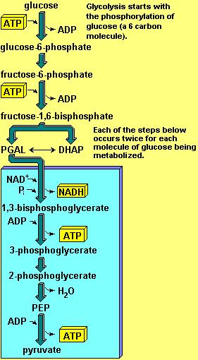 Glicólise visão geral 1 açúcar de 6 C 2