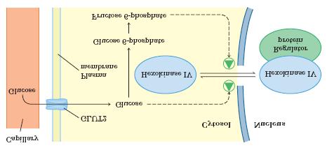 GLICOQUINASE xgado Hexoquinase IV é regulada pelo nível de glicose no sangue: regulação por seqüestro no núcleo