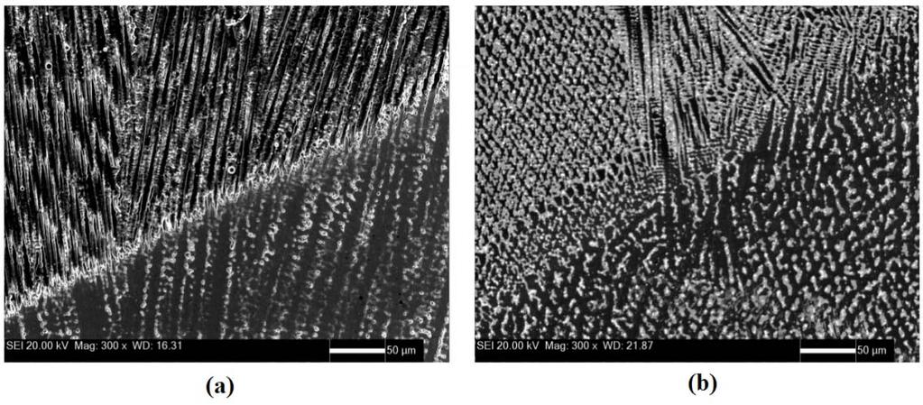 O revestimento possui estrutura predominantemente dendrítica característica da solidificação dos cordões de solda, Figura. Figura. Interface e microestrutura dendrítica do revestimento. Aumento:00X.