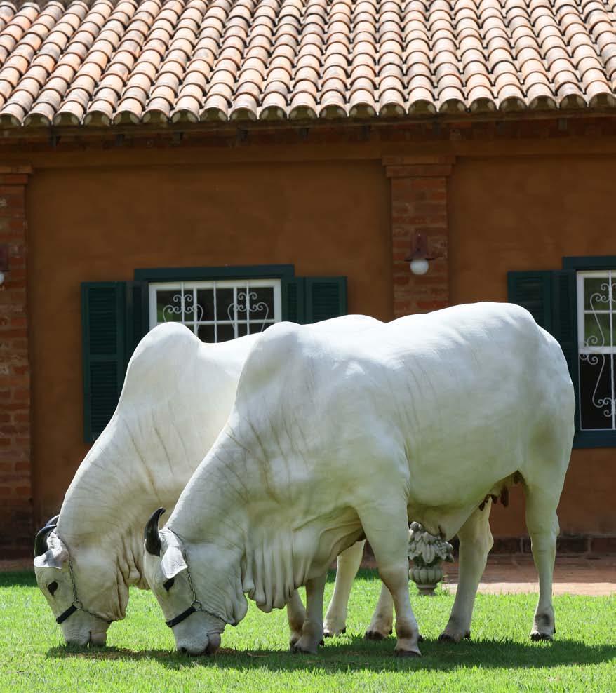 3 Encontro 19 de maio sexta. 20h prenhezes 20 de maio sábado. 12h animais Fazenda Vila Real. Brotas. SP agrovilareal.com.