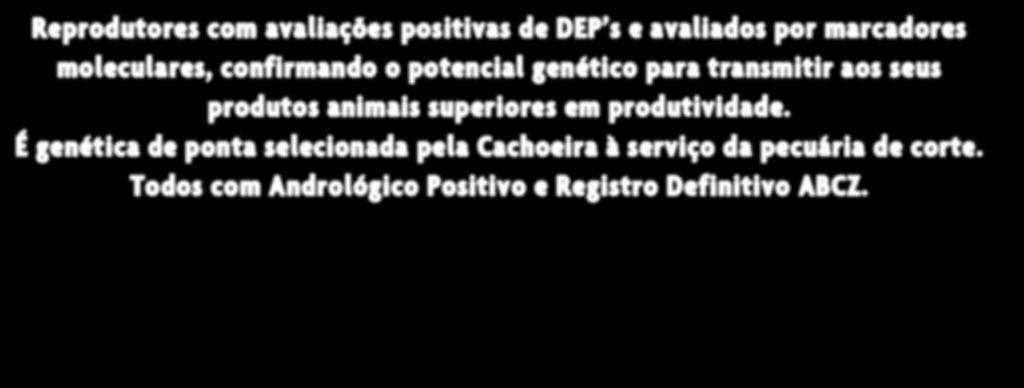 É genética de ponta selecionada pela Cachoeira à serviço