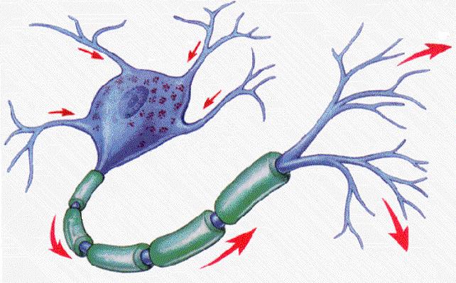 O Neurónio Dendrites Corpo