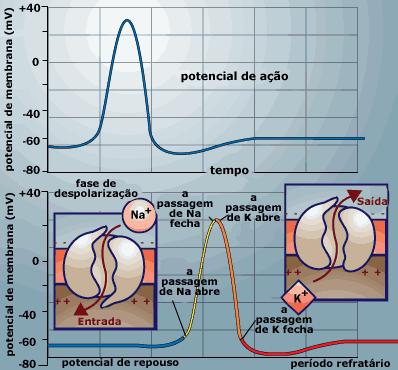 Potencial de Ação Fases: