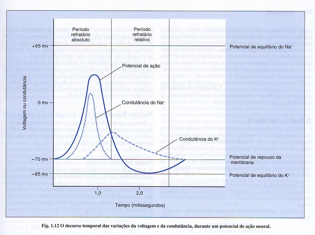 Após ter ocorrido um potencial de ação, e impossível, para a fibra nervosa gerar um segundo potencial de de ação por