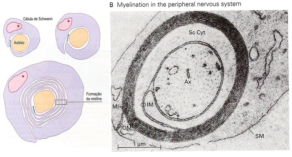 Células de glia: Formação da bainha de mielina