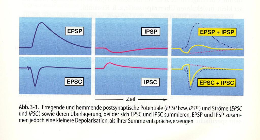 Muitas células (terminais de axônios) pré-sinápticas podem convergir sobre uma mesma célula pós-sináptica, com seus entradas podendo ser excitatórias ou inibitórias.