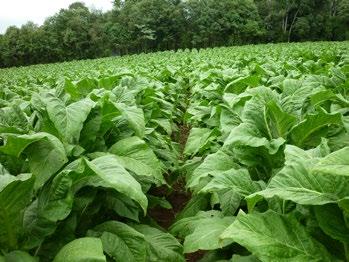 Florescimento mais tardio que os cultivares tradicionais da ProfiGen. Híbrido ProfiGen com mais alto potencial para a produção de um número maior de folhas por planta.