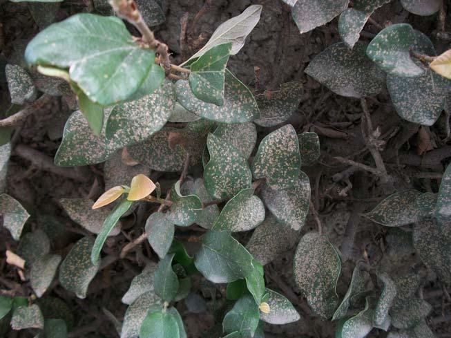 37 material particulado se deposita nas folhas das plantas reduzindo desta maneira a capacidade fotossintética.