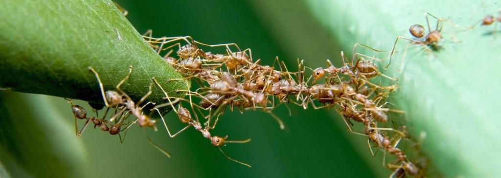 Colônia de insetos Colonies of social insects provide some of the richest and most mysterious