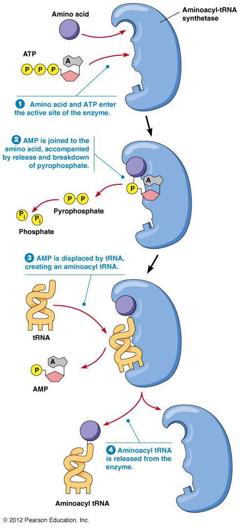 Leukoencephalopathy involving the Thalamus and Brainstem with high Lactate LTBL Permitiu um AG adequado aos pais (confirmados portadores); Defeitos da Translação mitocondrial; mt-trna sintetases são