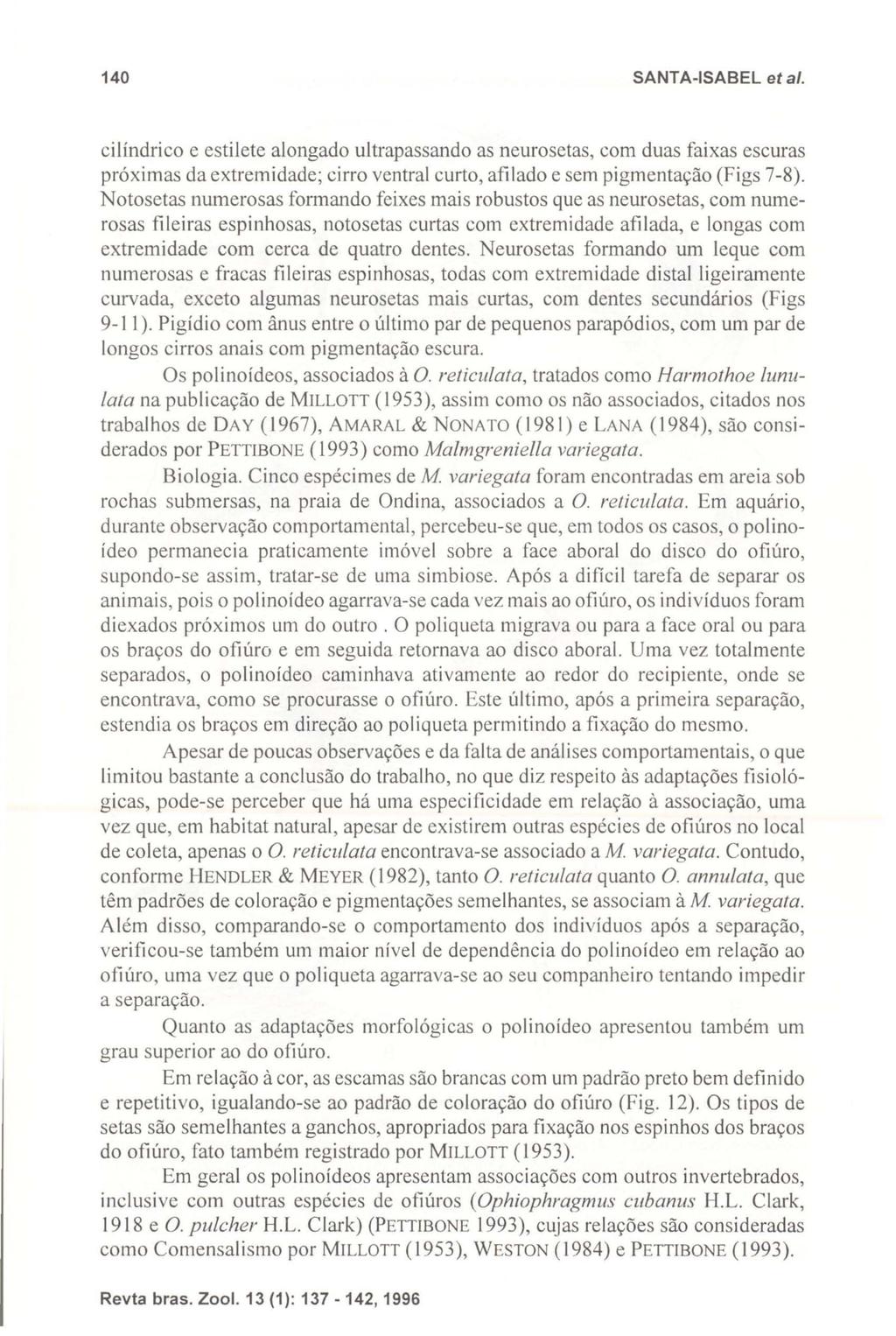 140 SANTA-ISABEL et ai. cilíndrico e estilete alongado ultrapassando as neurosetas, com duas faixas escuras próximas da extremidade; cirro ventral curto, afilado e sem pigmentação (Figs 7-8).