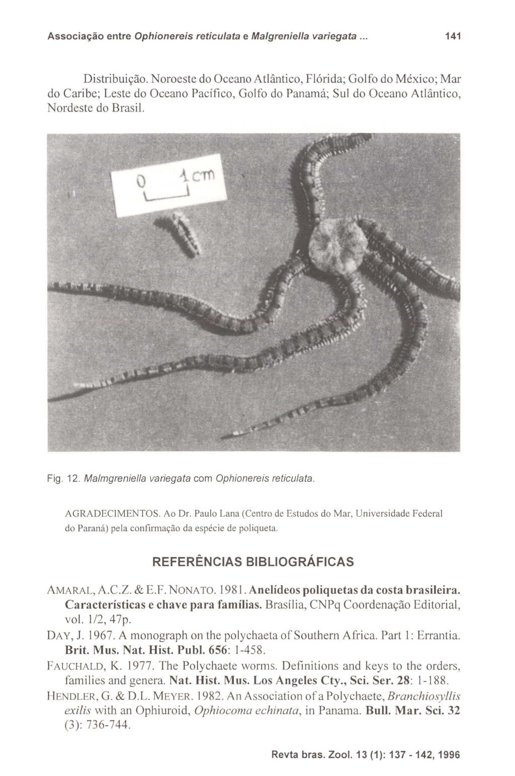 Associação entre Ophionereis reticulata e Malgreniella variegata... 141 Distribuição.