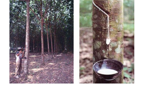 1.2 Extracção do látex O processo de extracção do látex de borracha natural (NRL) efectua-se com uma pequena incisão no tronco da árvore (Fig. 1.