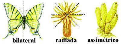 PADRÕES DO ORGANISMO ANIMAL SIMETRIA Distribuição equitativa