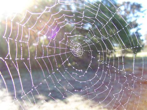 com uma determinada velocidade, originando uma onda que atinge a aranha.