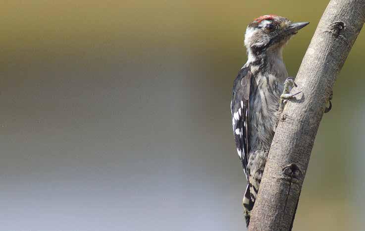 III Atlas das Aves Nidificantes de Portugal Folha Informativa 02 JANEIRO DE 2017 Pica-pau-malhado-pequeno Dinis Cortes O III Atlas das aves Nidificantes A SPEA, o Instituto da Conservação da Natureza