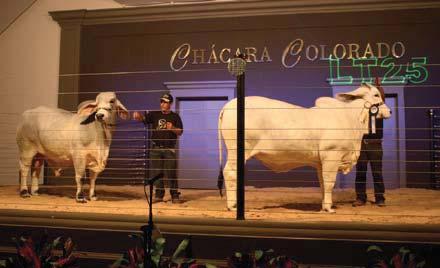 Leilões da Casa Branca Animais da Casa Branca têm média de R$ 37 mil no leilão Noite de Gala de gado Brahman, em Uberaba Anovilha da raça Brahman Miss Santa Fé FIV 185 e o garrote Mr.