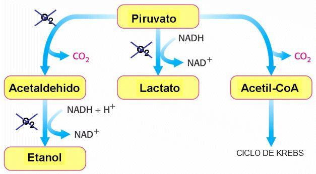 DESTINOS DO PIRUVATO 5 O piruvato é transformado em ácido lático.