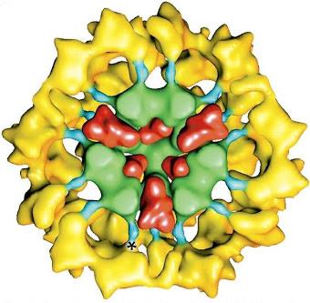 COMPLEXO PIRUVATO DESIDROGENASE E1: piruvato desidrogenase - TPP E2: diidrolipoil transacetilase -