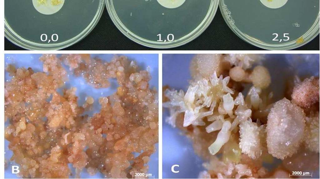 Meio de indução suplementado com diferentes concentrações de GA (0; 1,0; 2,5; 5,0; 10 e 15 mg / L). B. Calo oxidado em meio de indução com 5 mg/l de GA. C. Calos embriogênico em meio de indução sem GA.