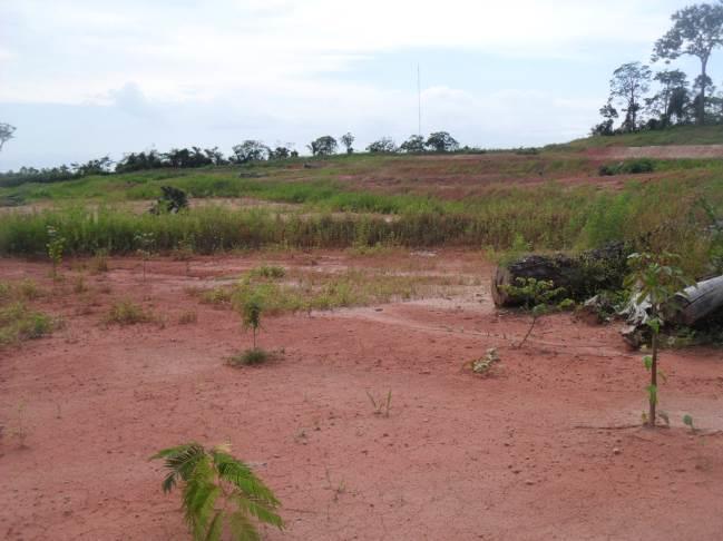 Margem direita do Rio Xingu no Sítio Pimental. AE-MD-1C.