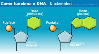 Metabolismo dos Nucleotídeos Todos os ácidos nucléicos são constituídos por nucleotídeos,