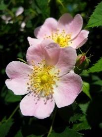 canina Rosa micrantha Rubus ulmifolius