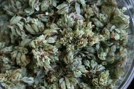 millefolium Aloysia citrodora Arbrutus